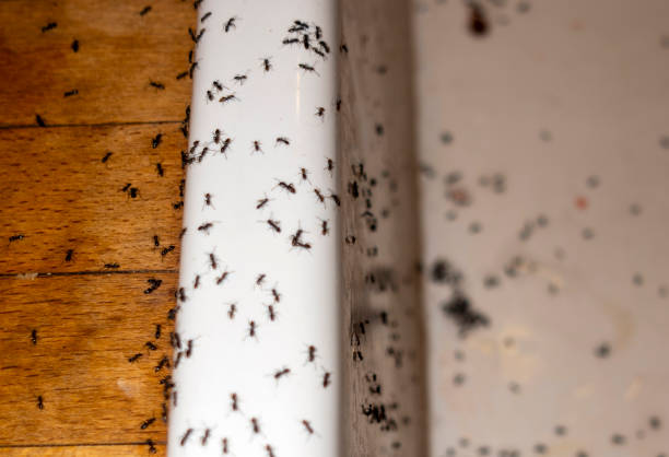 Best Mosquito Control Services  in Mount Vernon, KY