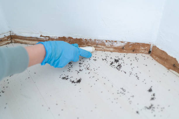 Flea Control Services in Mount Vernon, KY